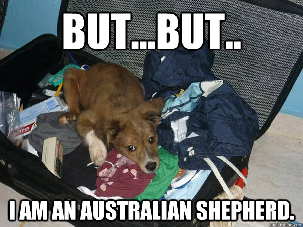 But...But.. I am an Australian Shepherd. - But...But.. I am an Australian Shepherd.  stowaway