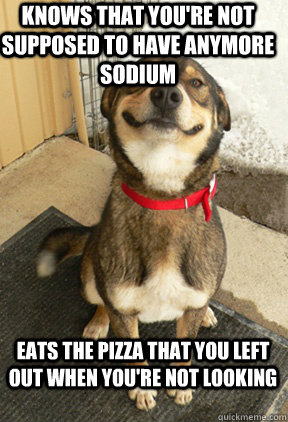 knows that you're not supposed to have anymore sodium eats the pizza that you left out when you're not looking  Good Dog Greg