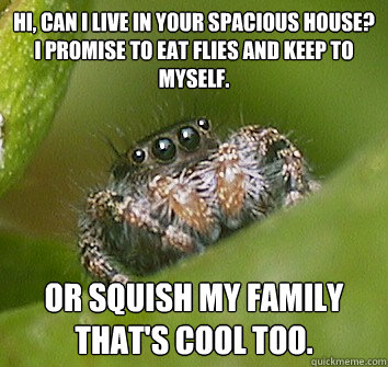 Hi, can i live in your spacious house? I promise to eat flies and keep to myself. OR SQUISH MY FAMILY THAT'S COOL TOO.   Misunderstood Spider