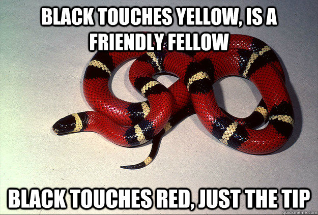 black touches yellow, is a friendly fellow black touches red, just the tip - black touches yellow, is a friendly fellow black touches red, just the tip  Safety Snake