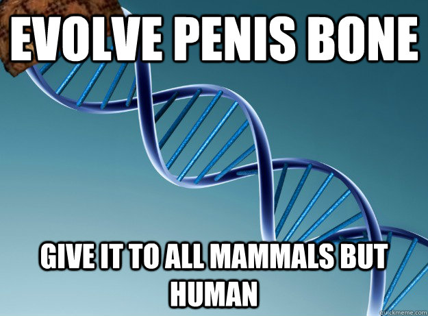 Evolve penis bone Give it to all mammals but human  Scumbag Genetics