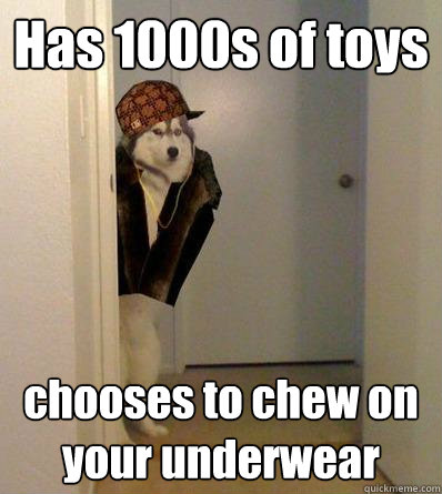 Has 1000s of toys  chooses to chew on your underwear  Scumbag dog