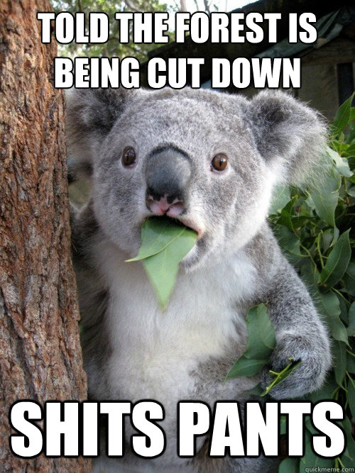 told the forest is being cut down shits pants - told the forest is being cut down shits pants  koala bear