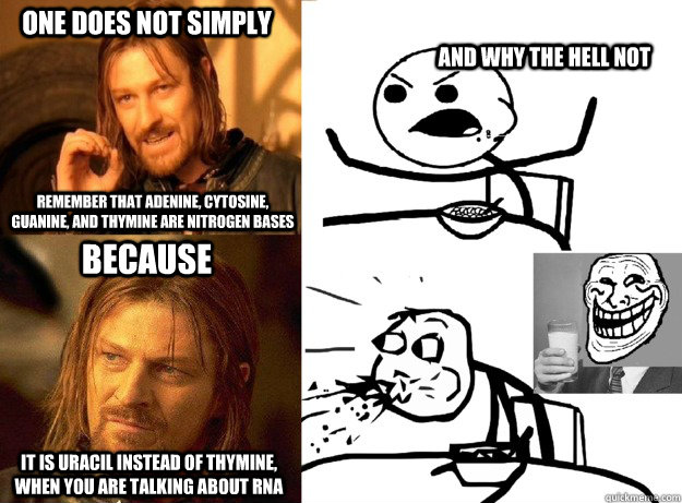 One does not simply remember that adenine, cytosine, guanine, and thymine are nitrogen bases and why the hell not  because it is uracil instead of thymine, when you are talking about rna - One does not simply remember that adenine, cytosine, guanine, and thymine are nitrogen bases and why the hell not  because it is uracil instead of thymine, when you are talking about rna  Boromir n Cereal Guy