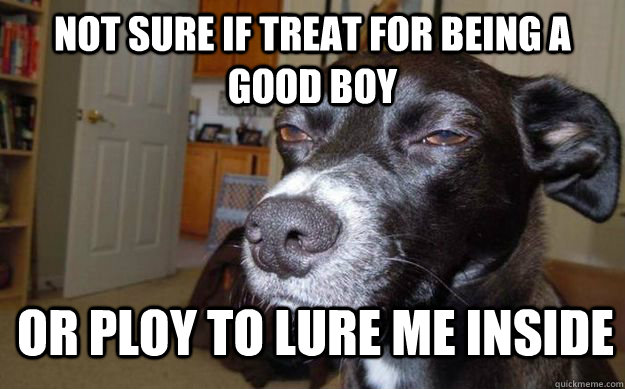 Not sure if treat for being a good boy or ploy to lure me inside  Skeptical Mutt