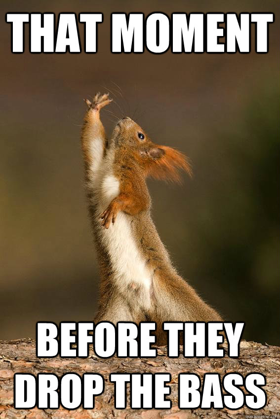 That Moment Before they drop the bass  Shakespeare Squirrel