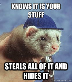 Knows it is your stuff steals all of it and hides it   Scumbag ferret