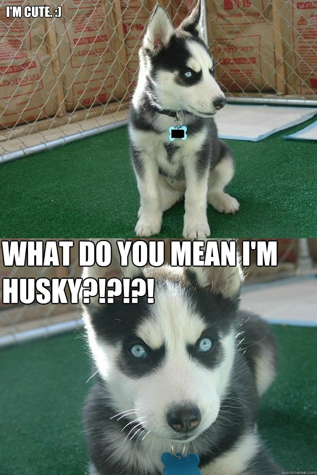 i'm cute. :) WHAT DO YOU MEAN I'M HUSKY?!?!?!  Insanity puppy