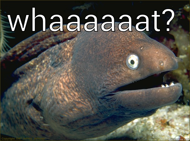 WHAAAAAAT?  Bad Joke Eel