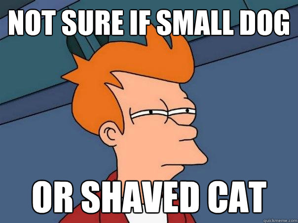 Not sure if small dog Or shaved cat  Futurama Fry