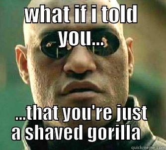 WHAT IF I TOLD YOU... ...THAT YOU'RE JUST A SHAVED GORILLA    Matrix Morpheus