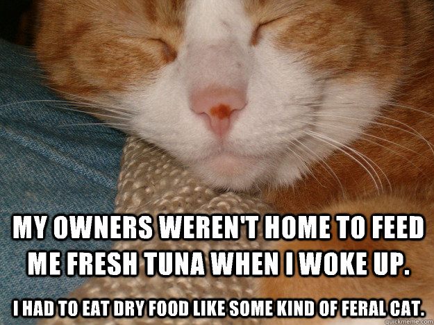 My owners weren't home to feed me fresh tuna when I woke up. I had to eat dry food like some kind of feral cat. - My owners weren't home to feed me fresh tuna when I woke up. I had to eat dry food like some kind of feral cat.  Misc