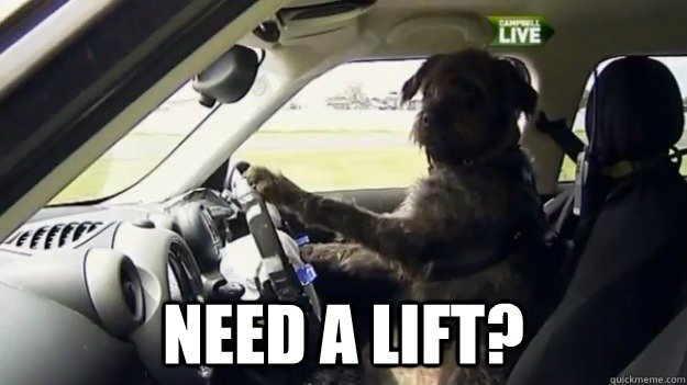 top-caption-need-a-lift-dog-driving-a-car-quickmeme