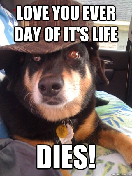 Love you ever day of it's life Dies!  Scumbag dog