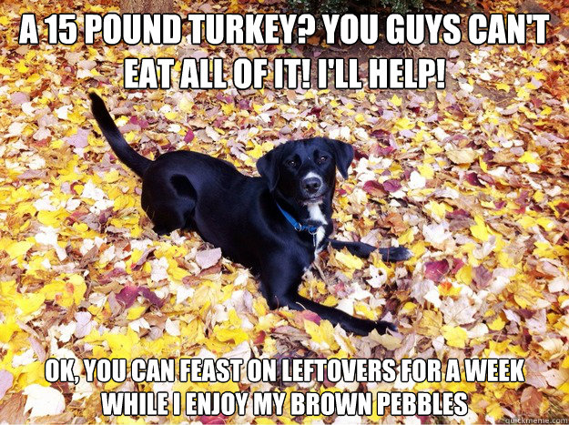 A 15 pound turkey? You guys can't eat all of it! I'll help! Ok, you can feast on leftovers for a week while i enjoy my brown pebbles - A 15 pound turkey? You guys can't eat all of it! I'll help! Ok, you can feast on leftovers for a week while i enjoy my brown pebbles  Guilt Giving Good Dog