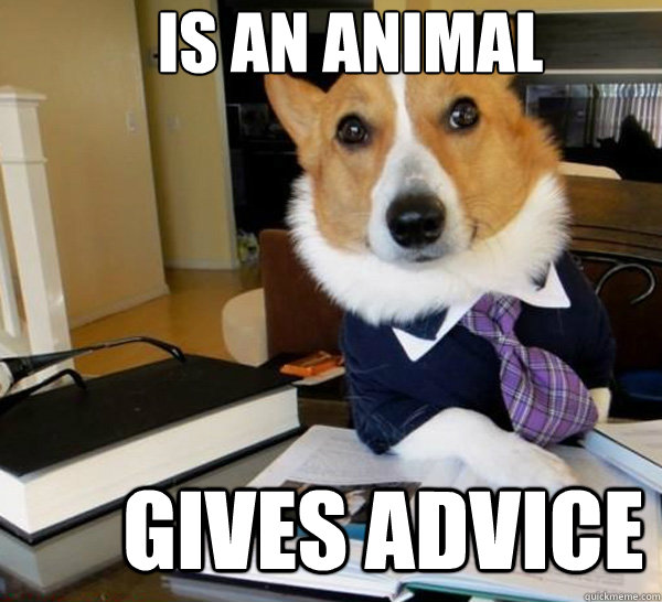 Is an Animal Gives advice  Lawyer Dog