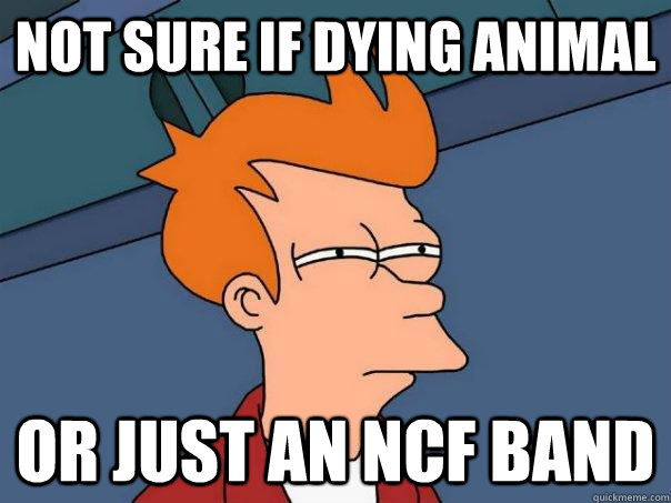 Not sure if dying animal Or just an NCF band  Futurama Fry