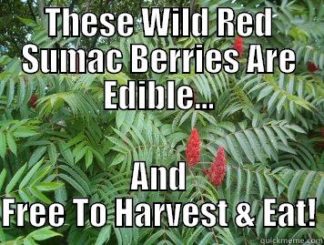 THESE WILD RED SUMAC BERRIES ARE EDIBLE... AND FREE TO HARVEST & EAT! Misc