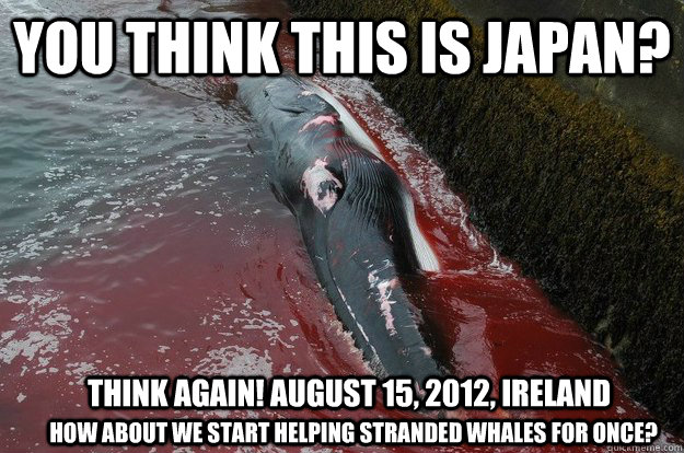 You think this is Japan? Think again! August 15, 2012, ireland How about we start helping stranded whales for once?  Think This Is Japan