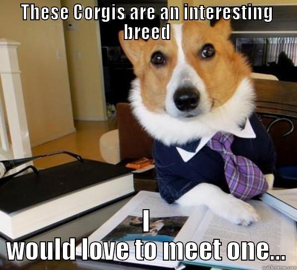 THESE CORGIS ARE AN INTERESTING BREED I WOULD LOVE TO MEET ONE... Lawyer Dog