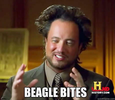  Beagle Bites   
