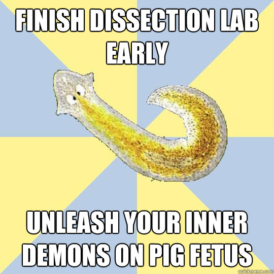 Finish dissection lab early Unleash your inner demons on pig fetus  Bio Major Planarian