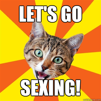 Let's go SEXING!  Bad Advice Cat