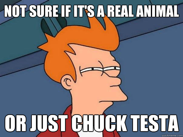 Not sure if it's a real animal or just Chuck Testa  Futurama Fry