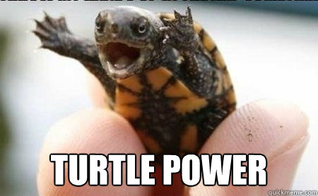 TURTLE POWER  Turtle Power