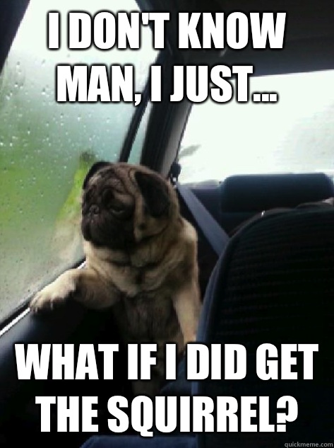 I don't know man, I just... What if I did get the squirrel?  Introspective Pug