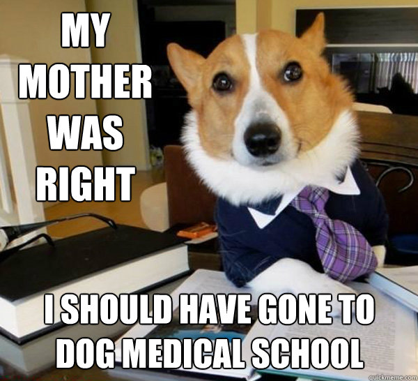 My mother was right i should have gone to 
dog medical school  Lawyer Dog