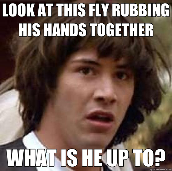 LOOK AT THIS FLY RUBBING HIS HANDS TOGETHER WHAT IS HE UP TO?  conspiracy keanu