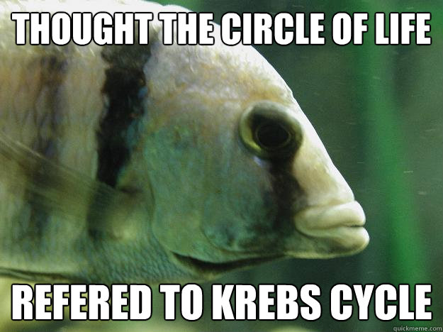 thought the circle of life refered to krebs cycle - thought the circle of life refered to krebs cycle  Premed Fish