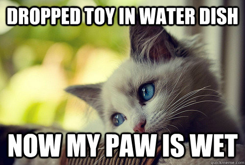 Dropped toy in water dish Now my paw is wet  First World Problems Cat