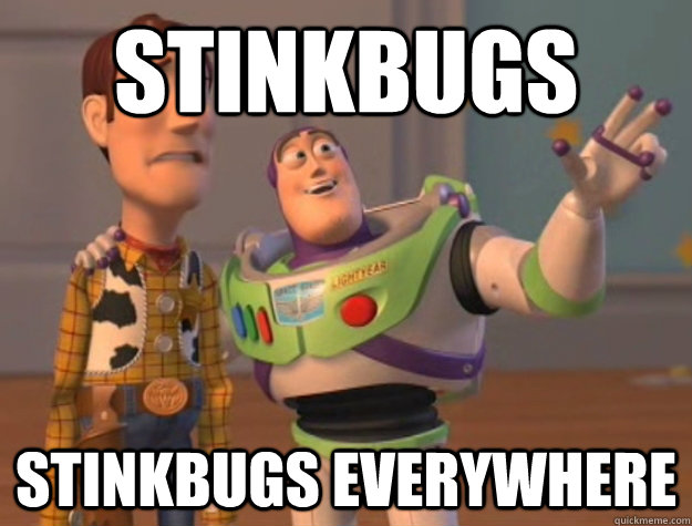 Stinkbugs stinkbugs everywhere  Buzz Lightyear