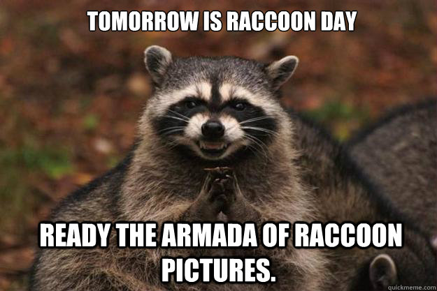  Tomorrow is raccoon day  Ready the armada of raccoon pictures. -  Tomorrow is raccoon day  Ready the armada of raccoon pictures.  Evil Plotting Raccoon