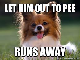 Let him out to pee Runs away  Scumbag dog