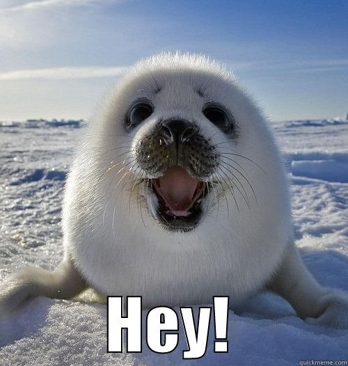 Surprise seal -  HEY! Misc