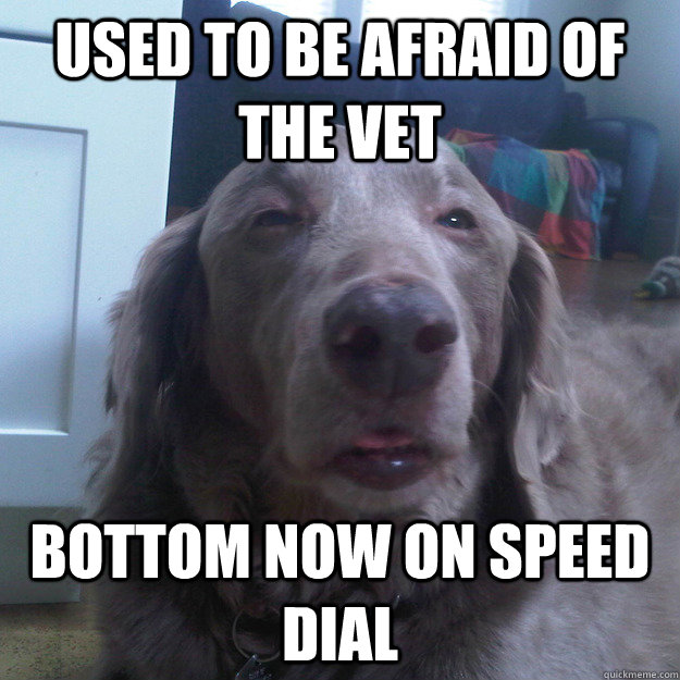 Used to be afraid of the vet Bottom Now on speed dial  