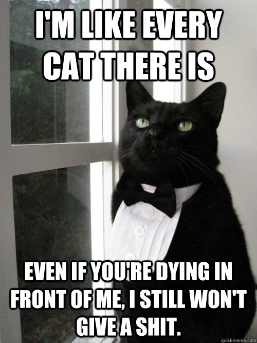 I'M like every cat there is even if you're dying in front of me, I still won't give a shit.  One Percent Cat