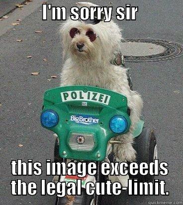 The Cute Police -             I'M SORRY SIR                           THIS IMAGE EXCEEDS THE LEGAL CUTE-LIMIT. Misc