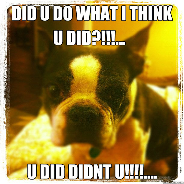 did u do what i think u did didnt u!!!!.... u did?!!!... - did u do what i think u did didnt u!!!!.... u did?!!!...  Boston Terrier Farts