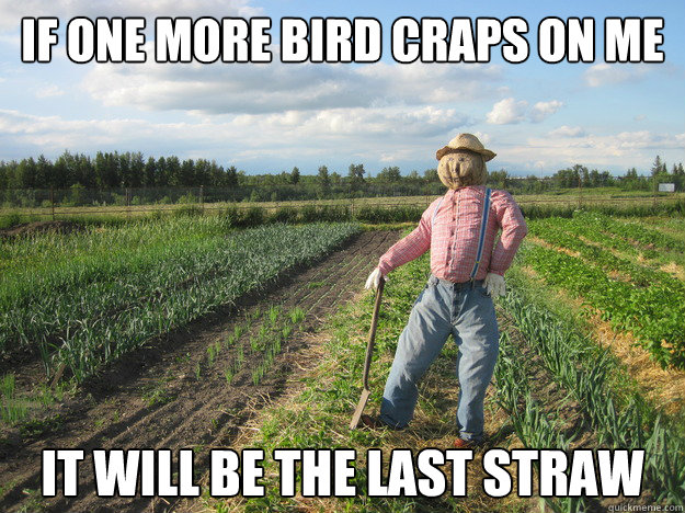 if one more bird craps on me it will be the last straw  Scarecrow