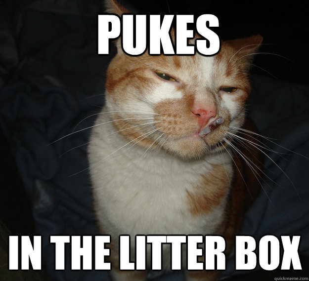 pukes in the litter box - pukes in the litter box  Cool Cat Craig