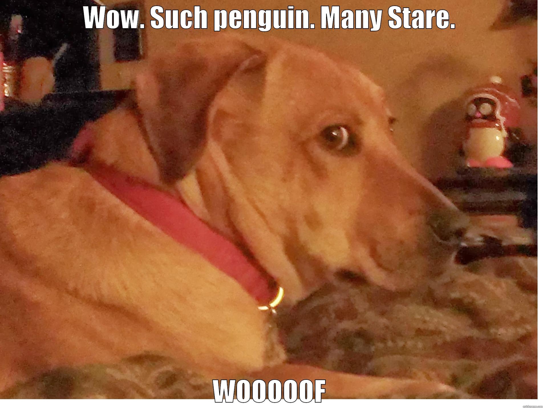 WOW. SUCH PENGUIN. MANY STARE. WOOOOOF Misc