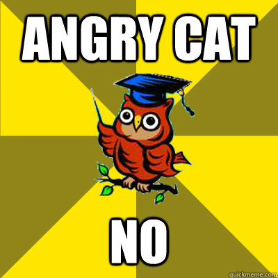 Angry cat no  Observational Owl