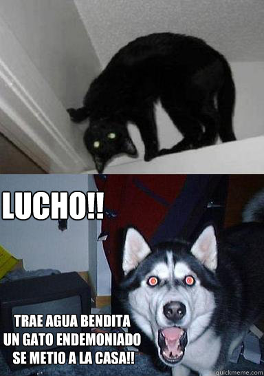 lucho!! trae agua bendita
un gato endemoniado
 se metio a la casa!!  