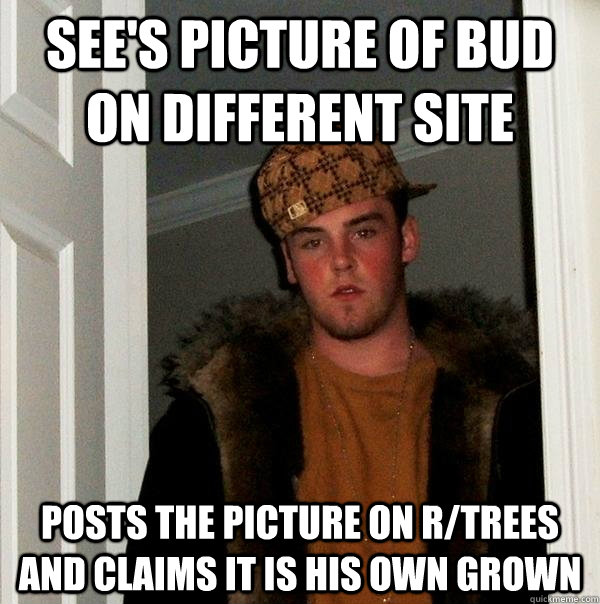 See's picture of bud on different site posts the picture on r/trees and claims it is his own grown  Scumbag Steve