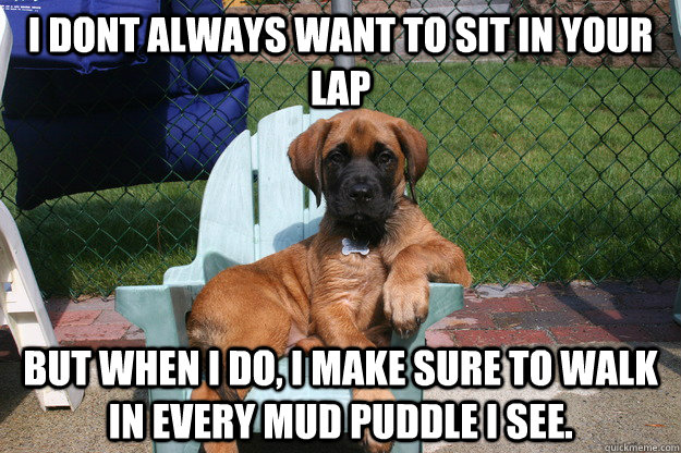 i dont always want to sit in your lap but when i do, i make sure to Walk in every mud puddle I see.  The Most Interesting Dog in the World