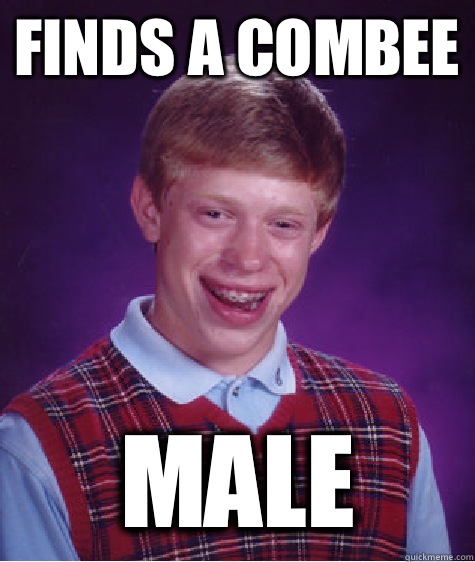 Finds a combee Male - Finds a combee Male  Bad Luck Brian